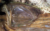 CollectionObject 1531970; 8aadfebb-00be-4c36-b1c9-9c16a7121e15: male mirror (syntype). (CollectionObject).