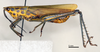 CollectionObject 1535568; 1a58fa8d-6d4b-461a-9148-ed690823ada7: male, lateral view (holotype). (CollectionObject).