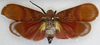 Habitus, dorsal view: !! display not done !! on Scamandra scriptifacies (Walker, 1868): (Observation).