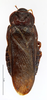 CollectionObject 1587173; MNHN(SF IMPORT DUPLICATE) MNHN-EP-EP1087, 7dfeabb6-316f-4752-9301-01ff77640501: CC BY-NC-ND 4.0/MNHN - Depraetere Marion - 2014. Holotype, male, of fruhstorferi Hanitsch, 1933. Specimen number: MNHN-EP-EP1087. http://coldb.mnhn.fr/catalognumber/mnhn/ep/ep1087. (CollectionObject).