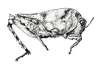 Dystopia cheesmanae (Günther, 1938): Fig. 44 (after holotype). female, lateral view. (Otu).
