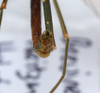 CollectionObject 1576087; ff92de04-db6f-4c6c-a76e-f0d81b4fd0d4: copyright SPM, Kinabalu. male: end of abdomen, viewed from above (holotype). (CollectionObject).