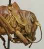 CollectionObject 1534972; 863e0263-e8d3-471e-8af3-ffb4b215ca7a: female pronotum, lateral view (lectotype). (CollectionObject).