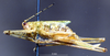 CollectionObject 1537893; f18c7cdb-4afd-48fa-8775-b00c2caaf1b7: female, lateral view. (CollectionObject).