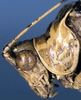CollectionObject 1532090; c4e8c4e4-1d45-4a6c-9dbb-43662e57cb4a: male head and pronotum, lateral view (holotype). (CollectionObject).