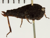 CollectionObject 1529960; NHRS NRM-ORTH 9352, 3d69ebd8-b6ac-4da0-9dd0-f265b1ae80a5: female, lateral view (holotype). (CollectionObject).