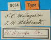 CollectionObject 1500188; d75f4c00-5e84-494e-af7d-a56c20d99ec9, MfN 5064: labels (holotype). (CollectionObject).