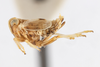 Habitus, lateral view: !! display not done !! on Unkanodes (Laoterthrona) albifascia (Matsumura, 1900): (Observation).