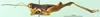 CollectionObject 1501275; 07ebf371-d528-4fae-b7e8-41d9ea5cc138: male, lateral view (syntype). (CollectionObject).