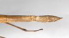 CollectionObject 1559630; b7d92340-2c1b-49ff-9d01-0c91addb426e: copyright ZMB, Berlin. female: end of abdomen, lateral view (syntype). (CollectionObject).
