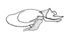 Thamnacris tuberculata Descamps & Amédégnato, 1972: Fig. 183. Endophallus (lateral view). (Otu).