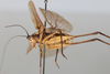 CollectionObject 1506587; 89ec8333-6d22-4e07-973b-8005501f7070: male, lateral view (syntype). (CollectionObject).