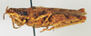 CollectionObject 1572734; 2e4948b5-df5a-4ea4-9205-bbd4fa29d018: female, lateral view (paratype). (CollectionObject).
