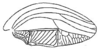 Tympanophyllum (Tympanophyllum) atroterminatum (Brunner von Wattenwyl, 1895): Pl. 2, Fig. 7. male right tegmen. (Otu).