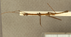 CollectionObject 1557636; 53c90a23-88f5-4740-acf4-a9ed4b7c3302: copyright RBINS Brussels. male, dorsal view (holotype). (CollectionObject).