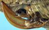 CollectionObject 1531396; 40dcd0b6-fbfb-440d-985a-30a8ceecc9e6: female ovipositor (holotype). (CollectionObject).