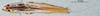 CollectionObject 1506476; 0453d3cc-f7df-4b08-a3bb-84169080b321: female habitus dorsal view (topotype). (CollectionObject).