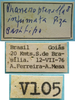 male, labels (paratype). Depicts CollectionObject 1542964; 4e4fa632-af3b-4571-a10d-14865a285f0d, a CollectionObject.