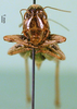 female, frontal view. Depicts CollectionObject 1501702; ee9e2143-682f-4e39-b0c2-ff9e199114ca, a CollectionObject.