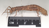 CollectionObject 1562234; NHMUK(SF IMPORT DUPLICATE) 845220, c69be5ad-c184-4b0c-8933-549e74c399c6: copyright Natural History Museum, London. female, lateral view (holotype). (CollectionObject).