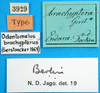 CollectionObject 1501354; f502dcb4-848a-411e-9bae-f1ad20b83b6a, MfN 3929: labels (holotype). (CollectionObject).