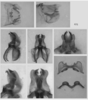 Melanoplus glaucipes (Scudder, 1875): male genitalia. (Otu).