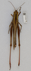CollectionObject 1577881; cf2f0743-b0ec-45aa-80e4-748425855905: female, dorsal view. (CollectionObject).