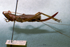 CollectionObject 1503284; MBBJ 3224152, bdb30e53-05a2-4f58-a66c-b032ec1e9643: female, lateral view. (CollectionObject).