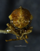 Head: !! display not done !! on Cyrtolobus togatus Woodruff, 1924: (Observation).