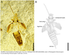 Grammoderma insolitum Yin, Shih, Engel & Ren, 2024: Grammoderma insolitum, male. (Otu).