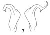 Stylus: (Observation).