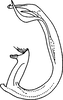 Aedeagus, lateral view on Farynala shengai Dworakowska, 1994: Aedeagus, lateral view. (Observation).