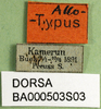 CollectionObject 1502299; a51ea567-260a-4486-8a80-1bb01799c157, DORSA BA000503S03: labels (syntype). (CollectionObject).