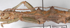 Theramenes exiguus Hennemann & Conle, 2003: copyright F. Hennemann. male: head and thorax, lateral view (paratype). (Otu).