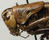 CollectionObject 1535168; 391208f1-f1e5-4f41-997a-6970a1ef2496: male pronotum lateral (holotype). (CollectionObject).