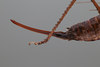 CollectionObject 2072894; e27b9cda-e7a8-45c9-aafd-1f15cc9b3ddd: Female, ovipositor, lateral view. (CollectionObject).