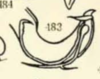 Aedeagus, lateral view on Euhyloptera corticalis Fennah, 1945: (Observation).