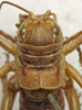 CollectionObject 1534972; 863e0263-e8d3-471e-8af3-ffb4b215ca7a: female pronotum, dorsal view (lectotype). (CollectionObject).
