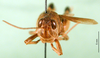 CollectionObject 1501426; ce73543e-bfd9-40be-8318-ca5e4d6368e1, DORSA BA000635S01: male, frontal view (holotype of Dociostaurus elbursianus caspicus). (CollectionObject).