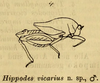 CollectionObject 1593034; e7a29458-cc0a-49da-986b-70495c12c8bb: male, syntype, image from Karsch (1890). (CollectionObject).