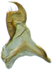 Stylus: !! display not done !! on Maiestas variabilis (Dash & Viraktamath, 1998): (Observation).