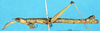 CollectionObject 1507049; e78364db-a1b5-4dec-90a4-168ebac0b6df: male, lateral view (lectotype). (CollectionObject).