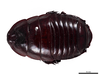 CollectionObject 1848722; 0ee94750-bbaa-4855-94af-f33650a5e37d: (CollectionObject).