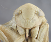 Head: !! display not done !! on Acinopterus acuminatus Van Duzee, 1892: (Observation).