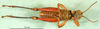 CollectionObject 1501307; f5261c29-1914-4ae2-ba55-cb7885476066: male, ventral view (holotype). (CollectionObject).