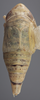 Habitus, dorsal view on Athysanella (Gladionura) contracta Ball & Beamer, 1940: Dorsal. (Observation).