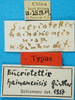 CollectionObject 1501973; 127e8ee6-8dbb-4de1-8722-e720b40ab9e0: labels (holotype). (CollectionObject).