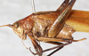 CollectionObject 1566595; NMW 8357, 4cc439f5-f56c-45f9-9d8d-7aa921afc3b0: male, lateral view. (CollectionObject).