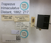 CollectionObject 1595316; f954fc24-5a79-4007-87ed-2b9d61ece169: Trapezus trimaculatus. Paralectotype. (BMNH) - (CC BY-NC 4.0) Photo by Stuart Cole, reproduced with permission from the Natural History Museum, London, UK. (CollectionObject).