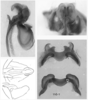 Melanoplus marshallii (Thomas, 1875): male genitalia. (Otu).